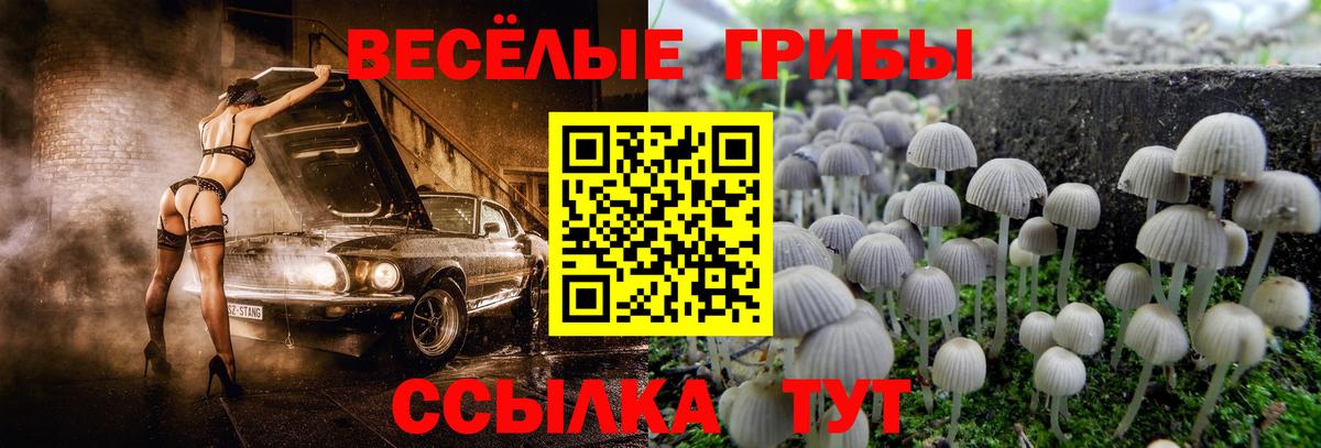 Лосино-Петровский  где купить наркотик  Вход с VPN  Псилоцибиновые грибы Psilocybine cubensis 